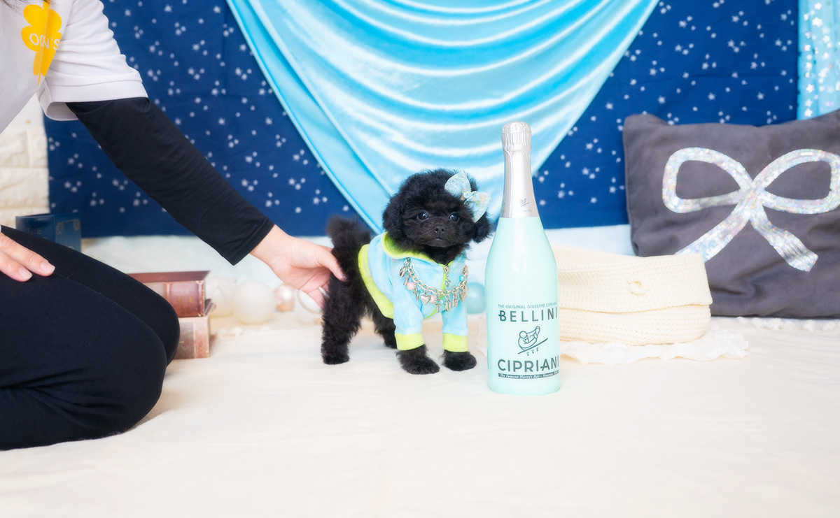 タイニープードルのブラックの男の子｜2026年1月6日生まれ｜No.11135｜画像2枚目