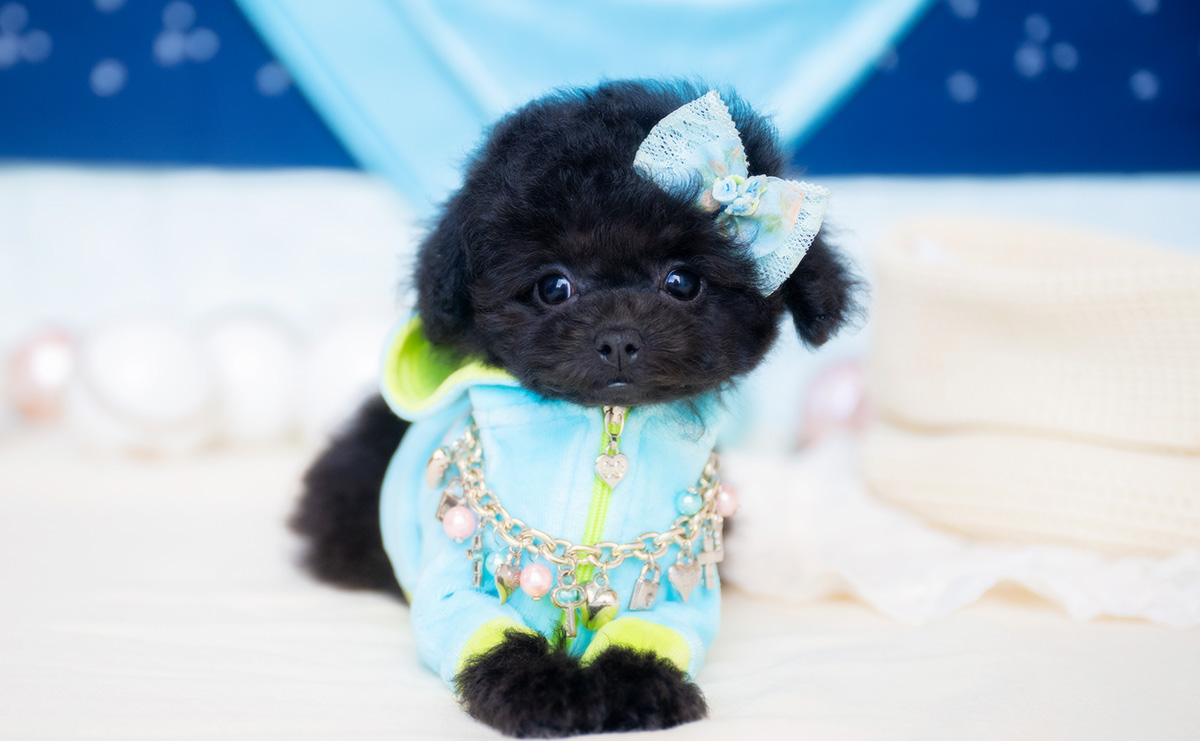 タイニープードルのブラックの男の子｜2026年1月6日生まれ｜No.11135｜画像3枚目