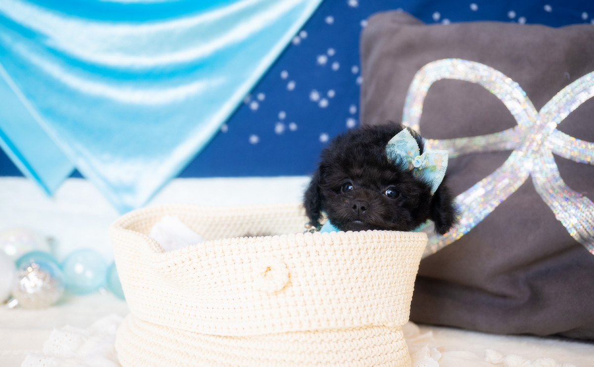 タイニープードルのブラックの男の子｜2026年1月6日生まれ｜No.11135｜画像4枚目