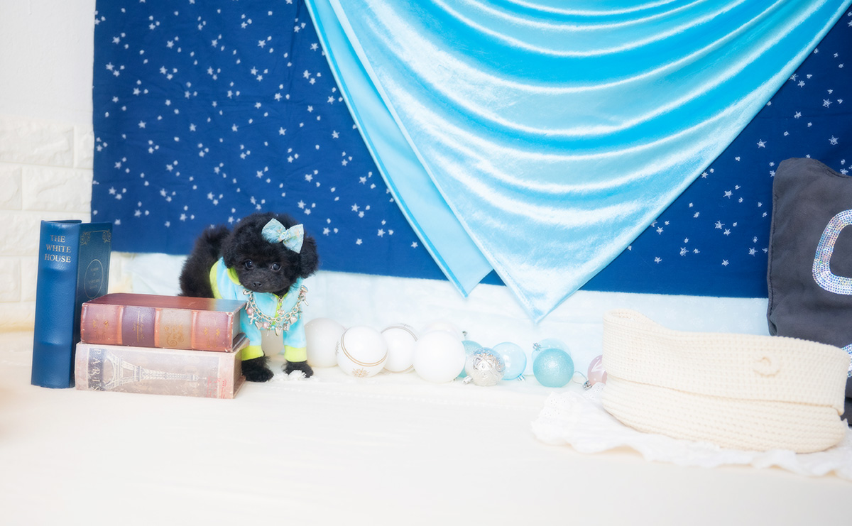 タイニープードルのブラックの男の子｜2026年1月6日生まれ｜No.11135｜画像5枚目