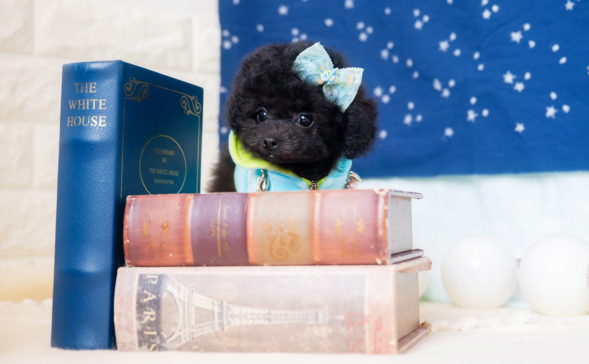 タイニープードルのブラックの男の子｜2026年1月6日生まれ｜No.11135｜画像6枚目