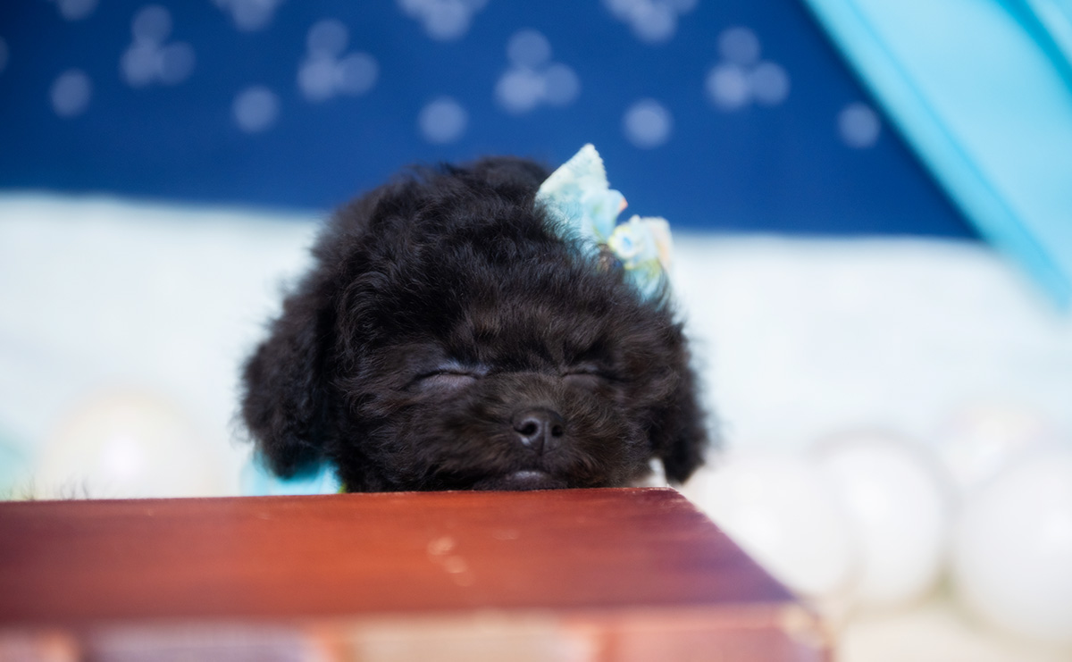 タイニープードルのブラックの男の子｜2026年1月6日生まれ｜No.11135｜画像7枚目