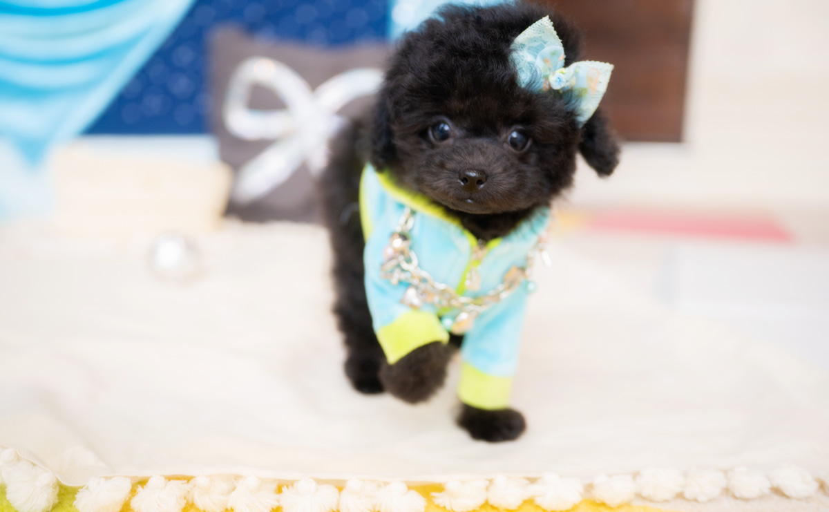 タイニープードルのブラックの男の子｜2026年1月6日生まれ｜No.11135｜画像8枚目