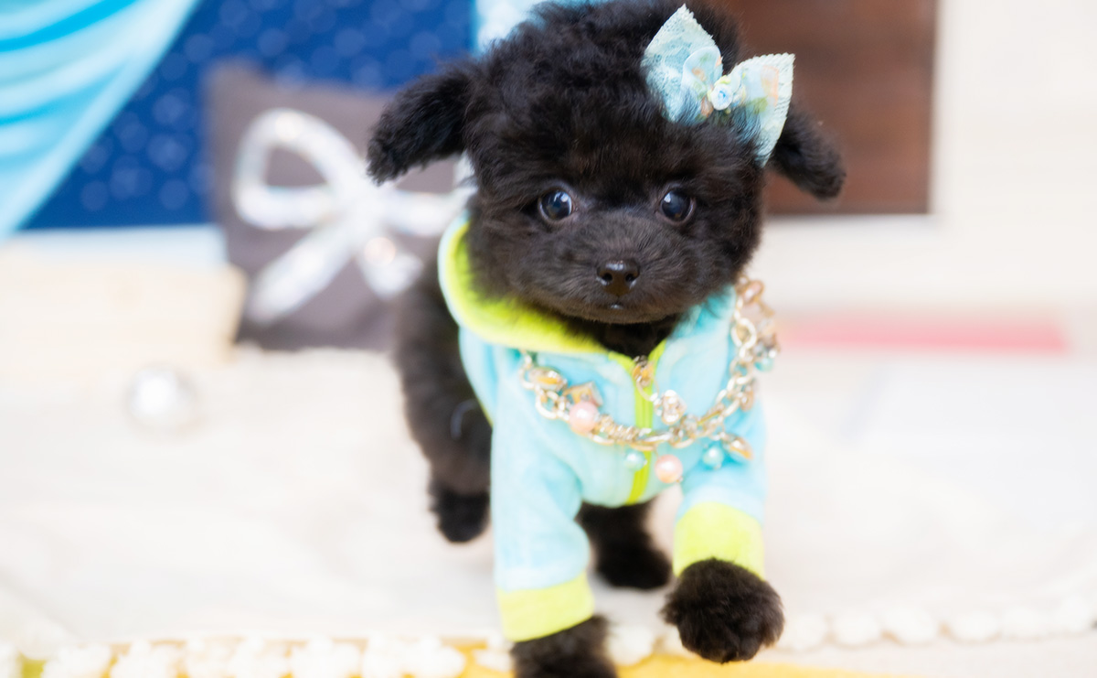 タイニープードルのブラックの男の子｜2026年1月6日生まれ｜No.11135｜画像9枚目