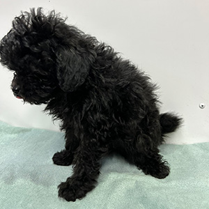 トイプードルのブラックの男の子｜2025年1月4日生まれ｜No.11142｜画像0枚目