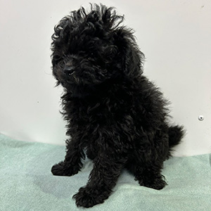 トイプードルのブラックの男の子｜2025年1月4日生まれ｜No.11142｜画像1枚目