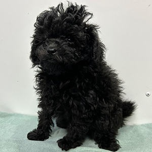 トイプードルのブラックの男の子｜2025年1月4日生まれ｜No.11142｜画像2枚目