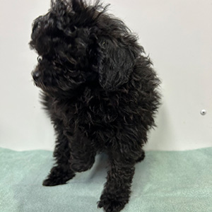 トイプードルのブラックの男の子｜2025年1月4日生まれ｜No.11142｜画像3枚目