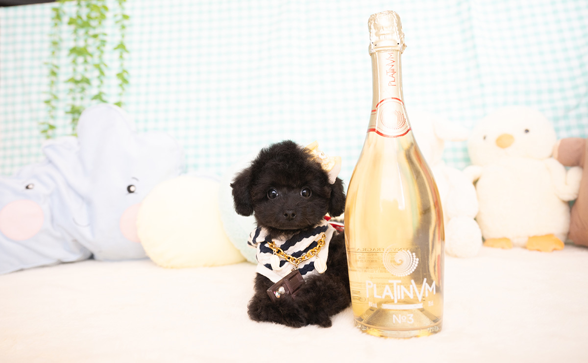 タイニープードルのブラックの男の子｜2026年1月6日生まれ｜No.11155｜画像4枚目