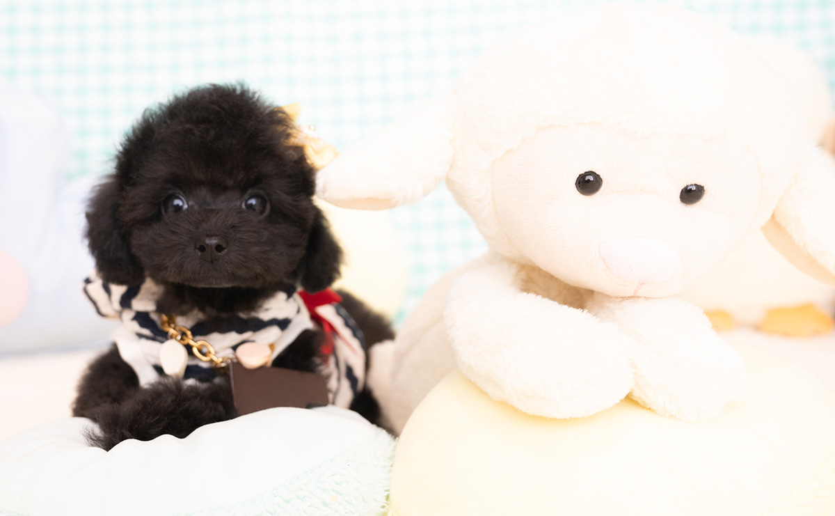 タイニープードルのブラックの男の子｜2026年1月6日生まれ｜No.11155｜画像2枚目