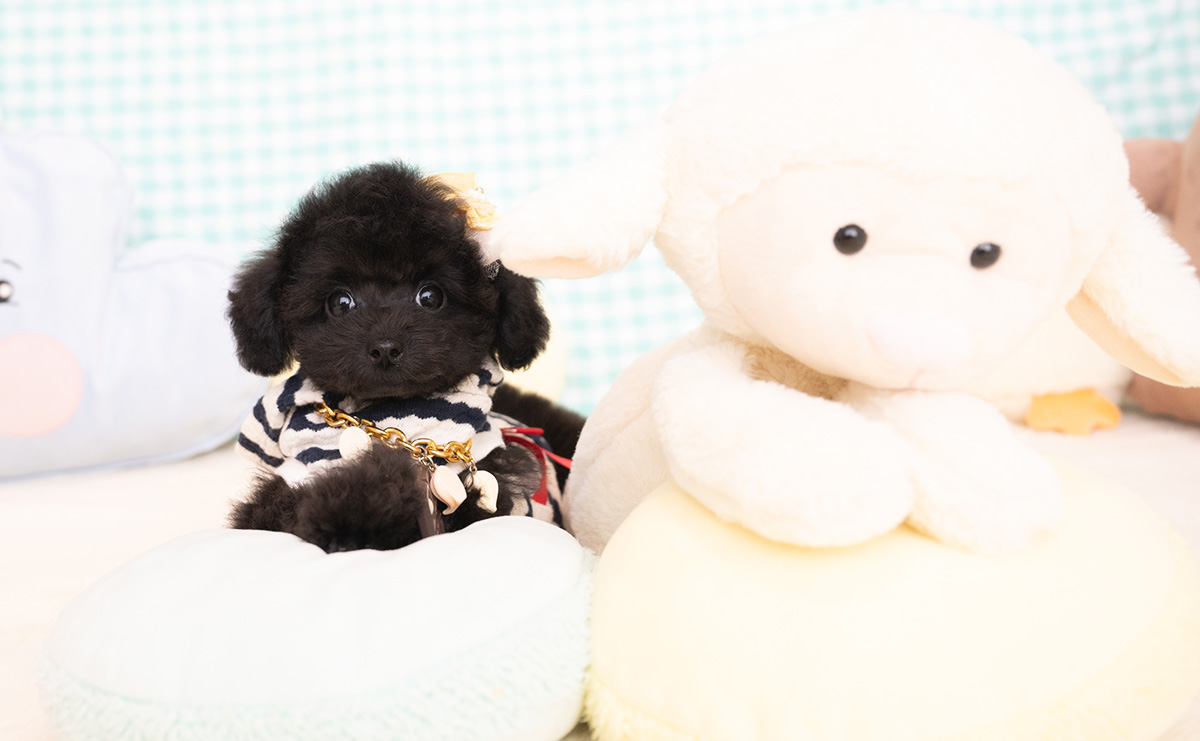 タイニープードルのブラックの男の子｜2026年1月6日生まれ｜No.11155｜画像3枚目