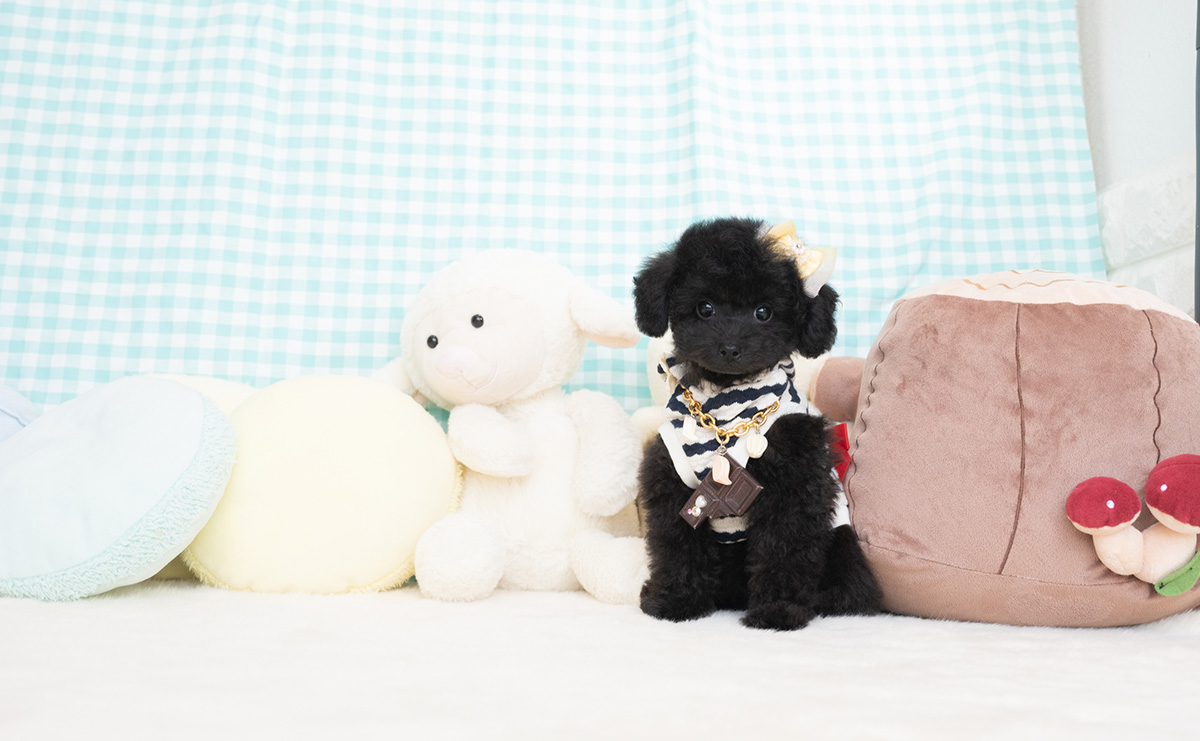 タイニープードルのブラックの男の子｜2026年1月6日生まれ｜No.11155｜画像5枚目