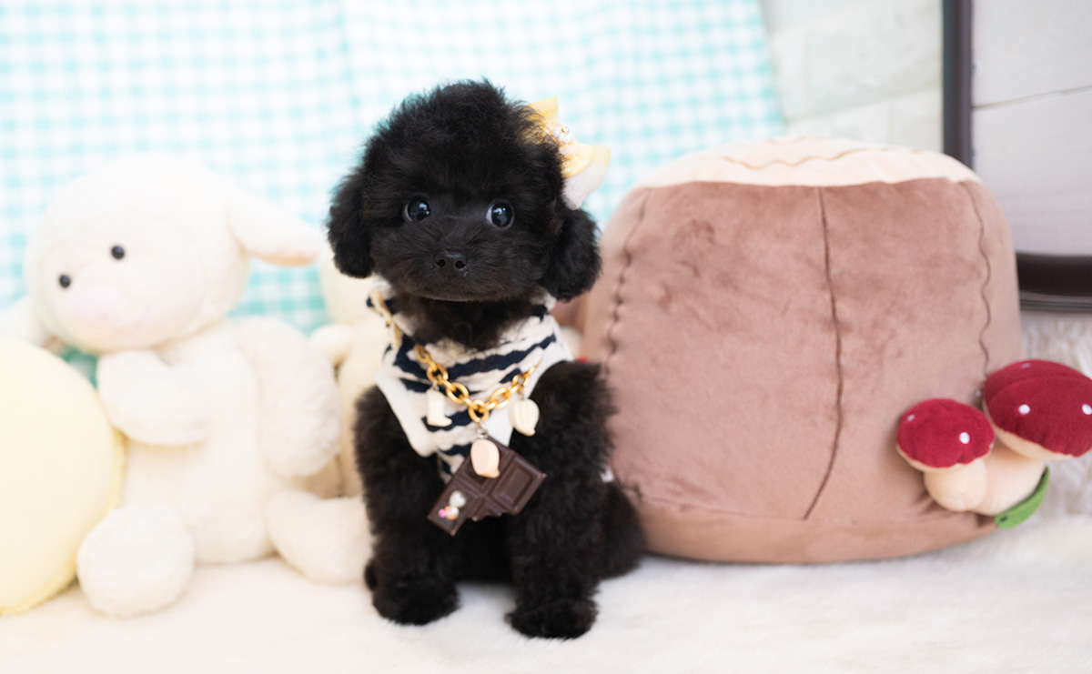 タイニープードルのブラックの男の子｜2026年1月6日生まれ｜No.11155｜画像0枚目