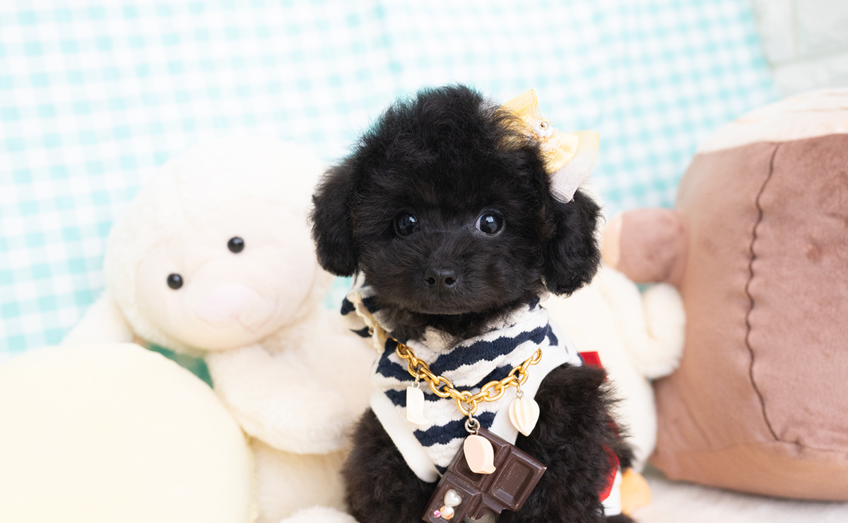 タイニープードルのブラックの男の子｜2026年1月6日生まれ｜No.11155｜画像1枚目