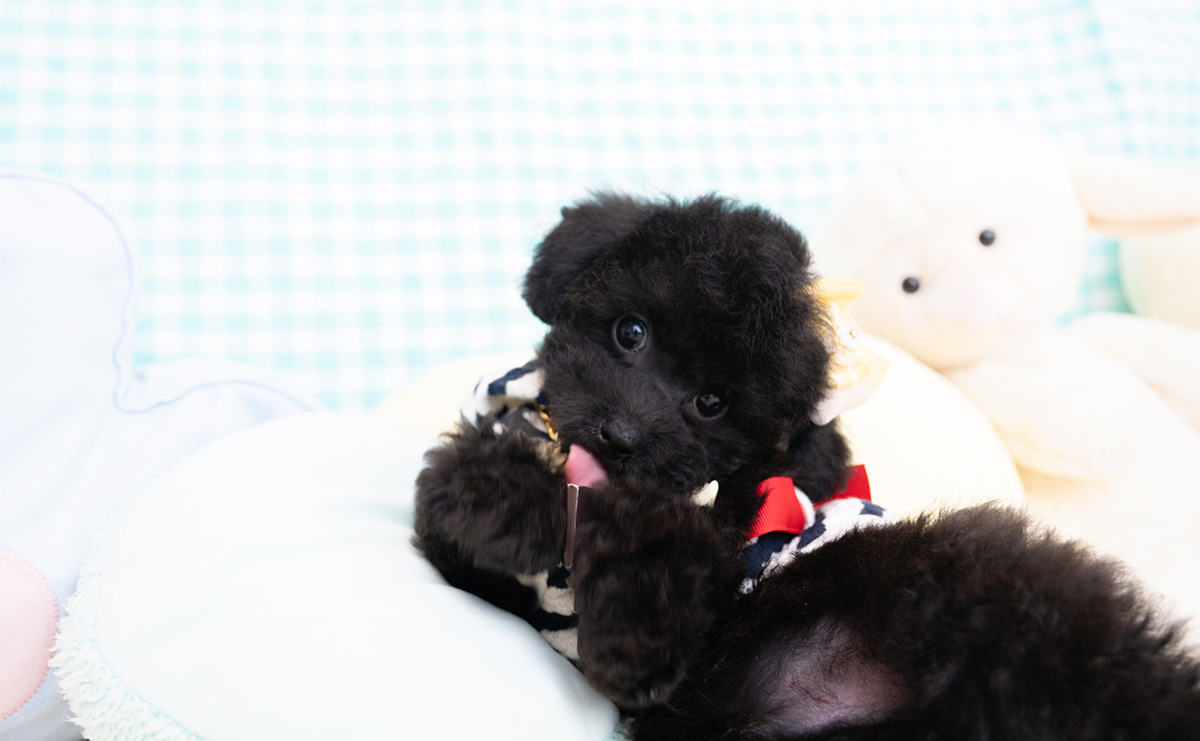 タイニープードルのブラックの男の子｜2026年1月6日生まれ｜No.11155｜画像6枚目