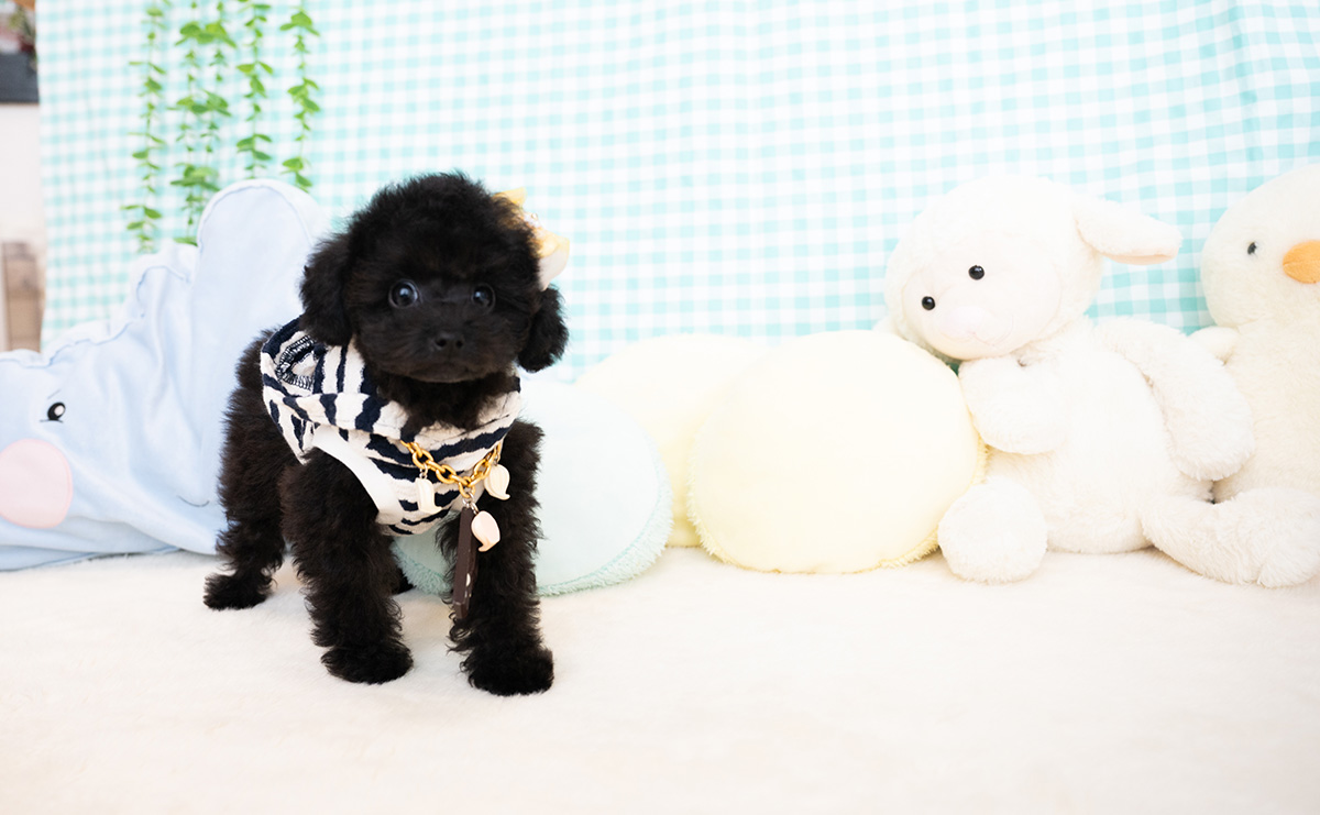タイニープードルのブラックの男の子｜2026年1月6日生まれ｜No.11155｜画像7枚目