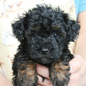 トイプードルのブラックタンの男の子|2025年10月19日生まれ|No.10994|画像1枚目