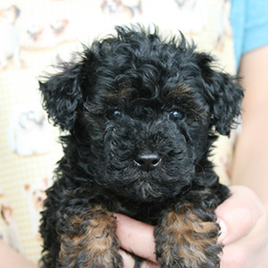 トイプードルのブラックタンの男の子|2025年10月19日生まれ|No.10994|画像0枚目