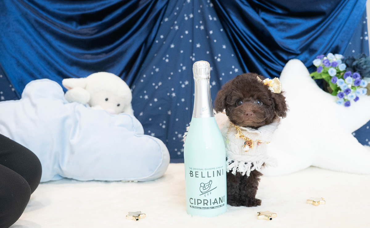 タイニープードルのブラウンの男の子|2025年9月6日生まれ|No.10930|画像2枚目