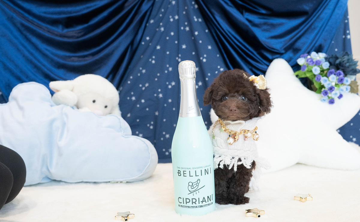 タイニープードルのブラウンの男の子|2025年9月6日生まれ|No.10930|画像3枚目