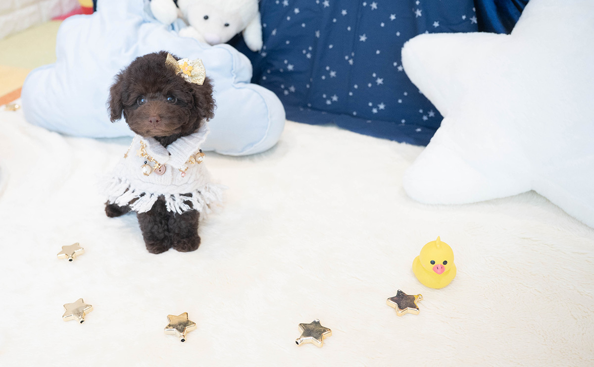 タイニープードルのブラウンの男の子|2025年9月6日生まれ|No.10930|画像0枚目