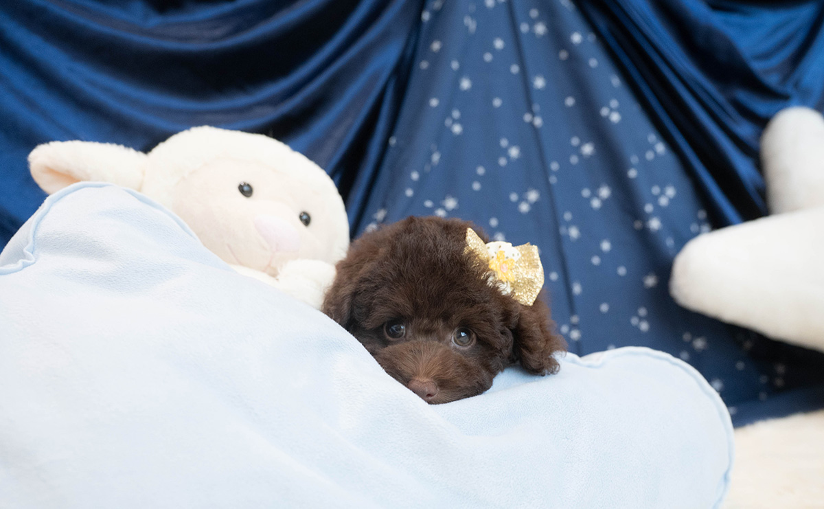 タイニープードルのブラウンの男の子|2025年9月6日生まれ|No.10930|画像4枚目