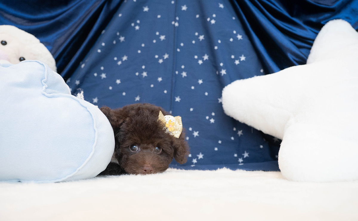 タイニープードルのブラウンの男の子|2025年9月6日生まれ|No.10930|画像5枚目