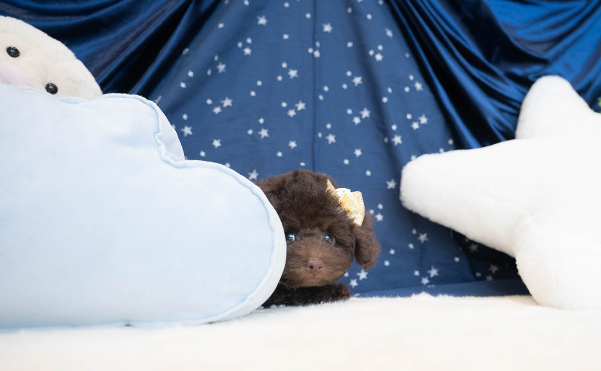 タイニープードルのブラウンの男の子|2025年9月6日生まれ|No.10930|画像6枚目