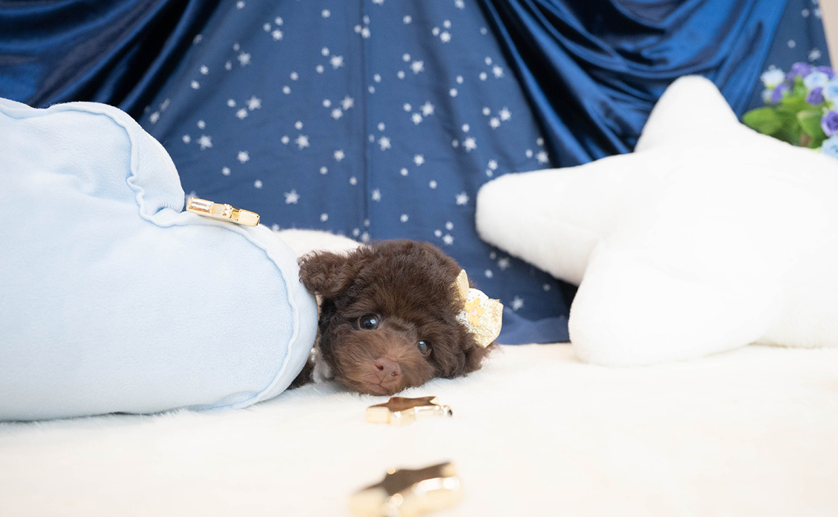 タイニープードルのブラウンの男の子|2025年9月6日生まれ|No.10930|画像7枚目