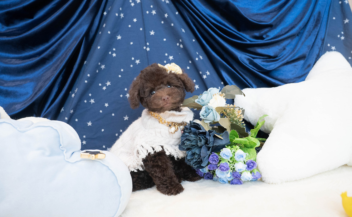 タイニープードルのブラウンの男の子|2025年9月6日生まれ|No.10930|画像8枚目