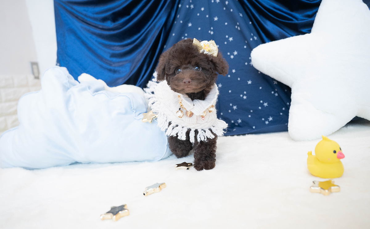 タイニープードルのブラウンの男の子|2025年9月6日生まれ|No.10930|画像9枚目