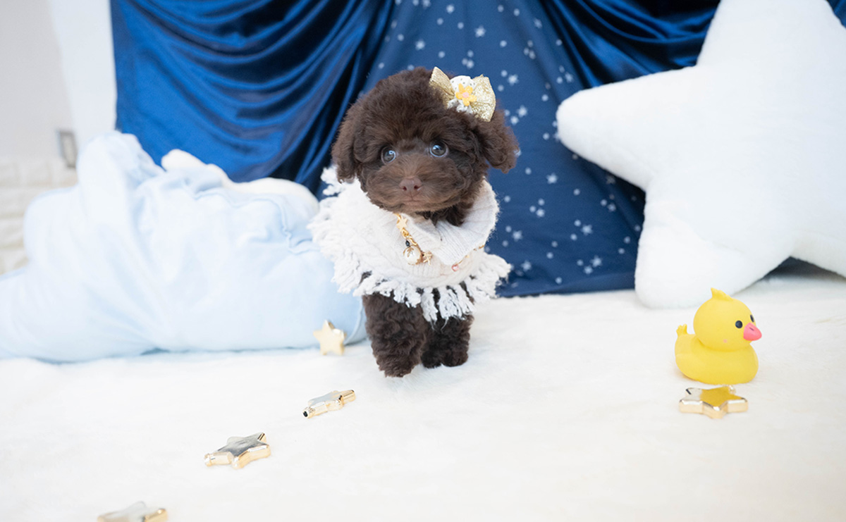 タイニープードルのブラウンの男の子|2025年9月6日生まれ|No.10930|画像10枚目