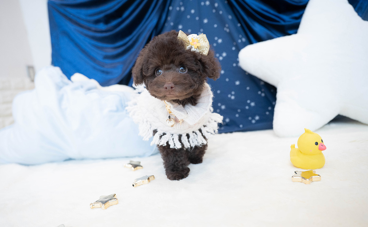 タイニープードルのブラウンの男の子|2025年9月6日生まれ|No.10930|画像11枚目