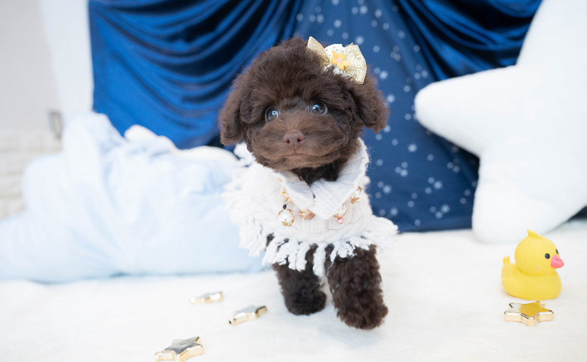 タイニープードルのブラウンの男の子｜2025年9月6日生まれ｜No.10930｜画像12枚目