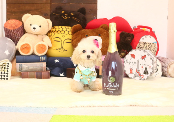 トイプードルのカフェオレの男の子|2018年12月18日生まれ|No.07502|画像2枚目
