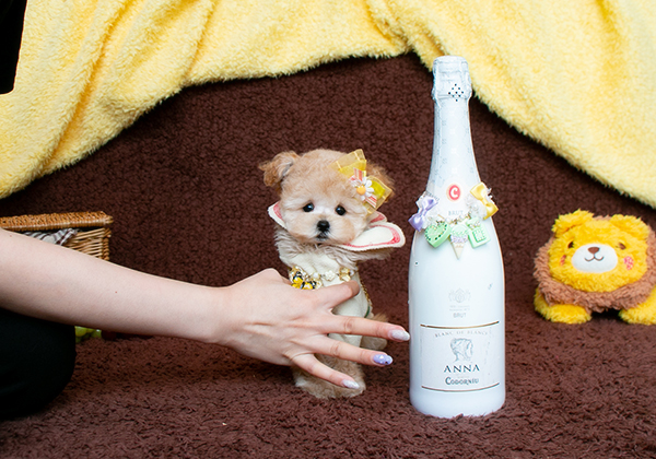 私達はこんな子を待っていた！！激カワクリームくんがご登場です！！ | NO.09440 2枚目