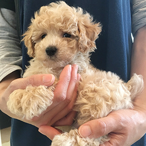 クリームカラーのプードルちゃん、大根のように優しい子です | NO.09920 3枚目