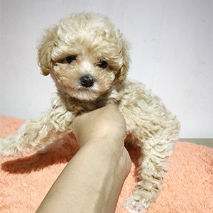 タイニープードルのクリームの男の子｜2025年3月19日生まれ｜No.10689｜画像4枚目