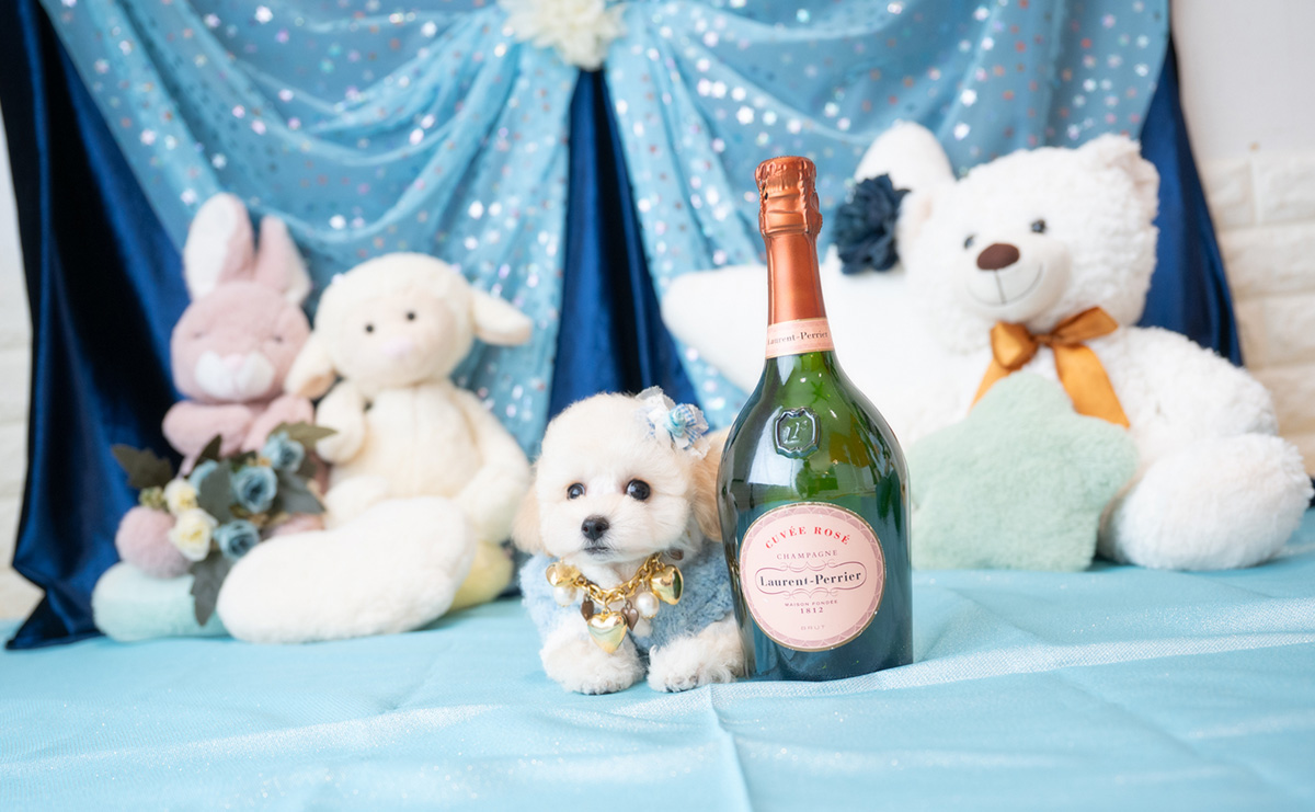 タイニープードルのクリームの男の子|2025年3月13日生まれ|No.10700|画像4枚目