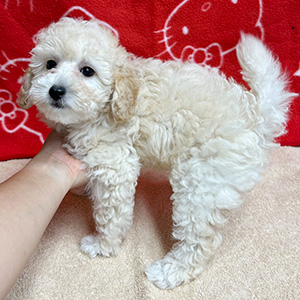 タイニープードルのクリームの男の子|2025年8月20日生まれ|No.10915|画像2枚目