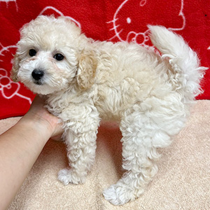 タイニープードルのクリームの男の子|2025年8月20日生まれ|No.10915|画像3枚目
