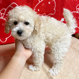 タイニープードルのクリームの男の子|2025年8月20日生まれ|No.10915|画像4枚目