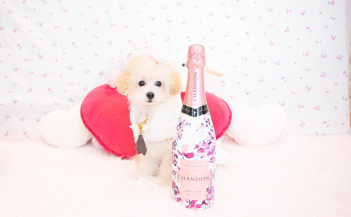 タイニープードルのクリームの女の子|2025年8月3日生まれ|No.10921|画像4枚目