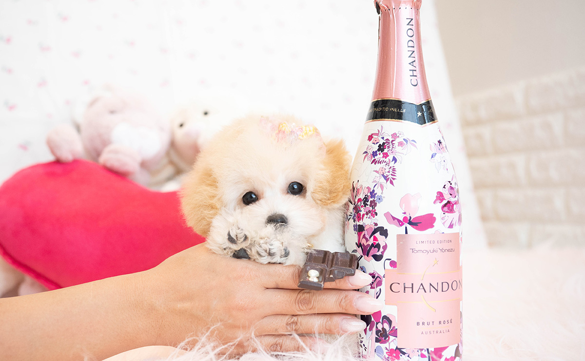 タイニープードルのクリームの女の子|2025年8月3日生まれ|No.10921|画像6枚目