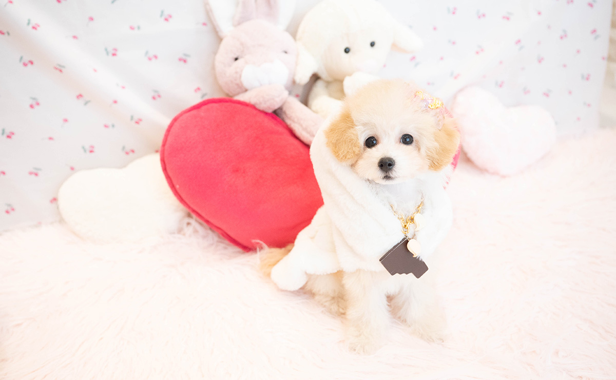 タイニープードルのクリームの女の子|2025年8月3日生まれ|No.10921|画像2枚目