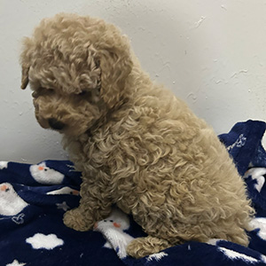 トイプードルのクリームの女の子｜2025年9月30日生まれ｜No.10962｜画像3枚目