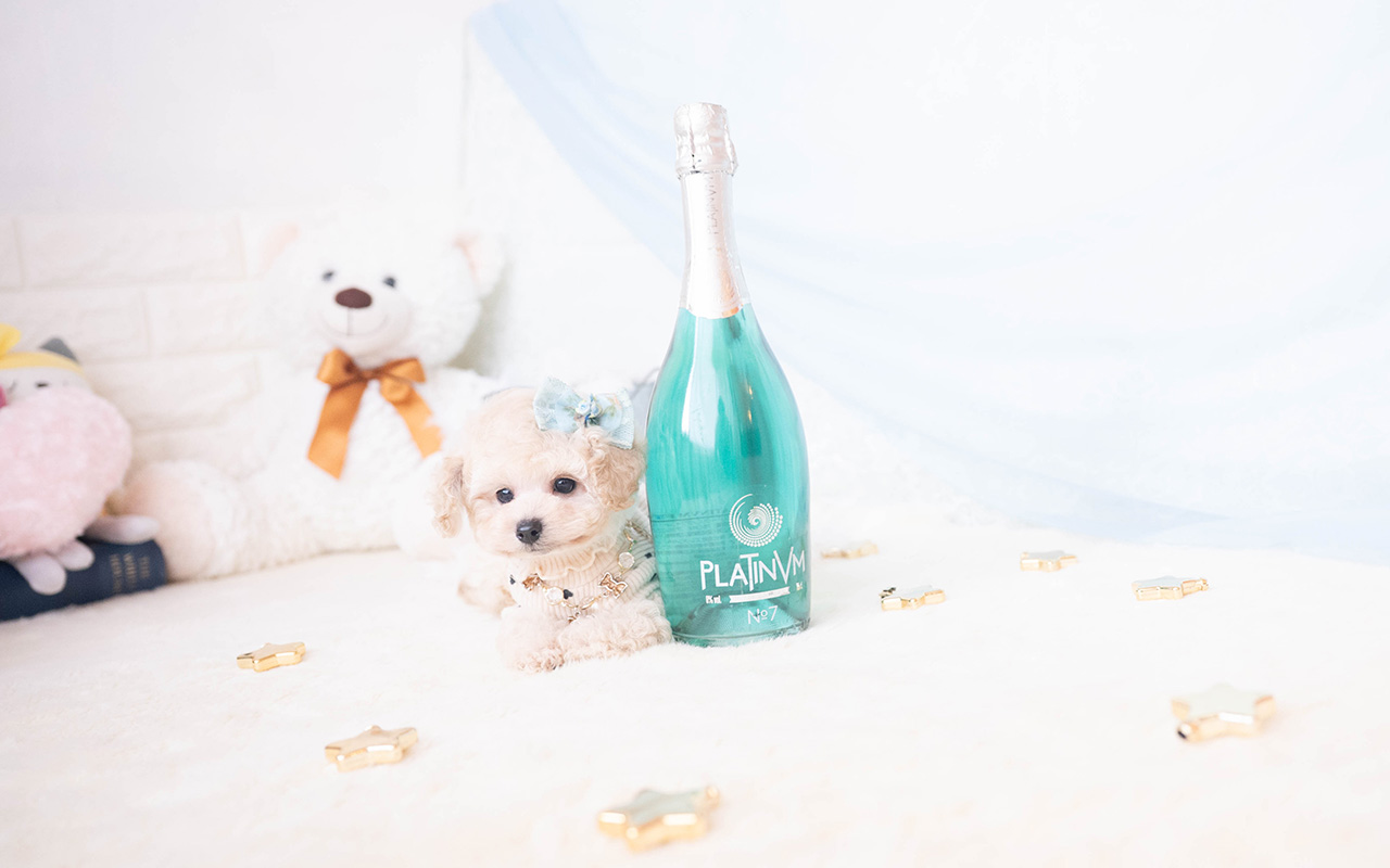 タイニープードルのクリームの男の子｜2025年10月2日生まれ｜No.10967｜画像3枚目