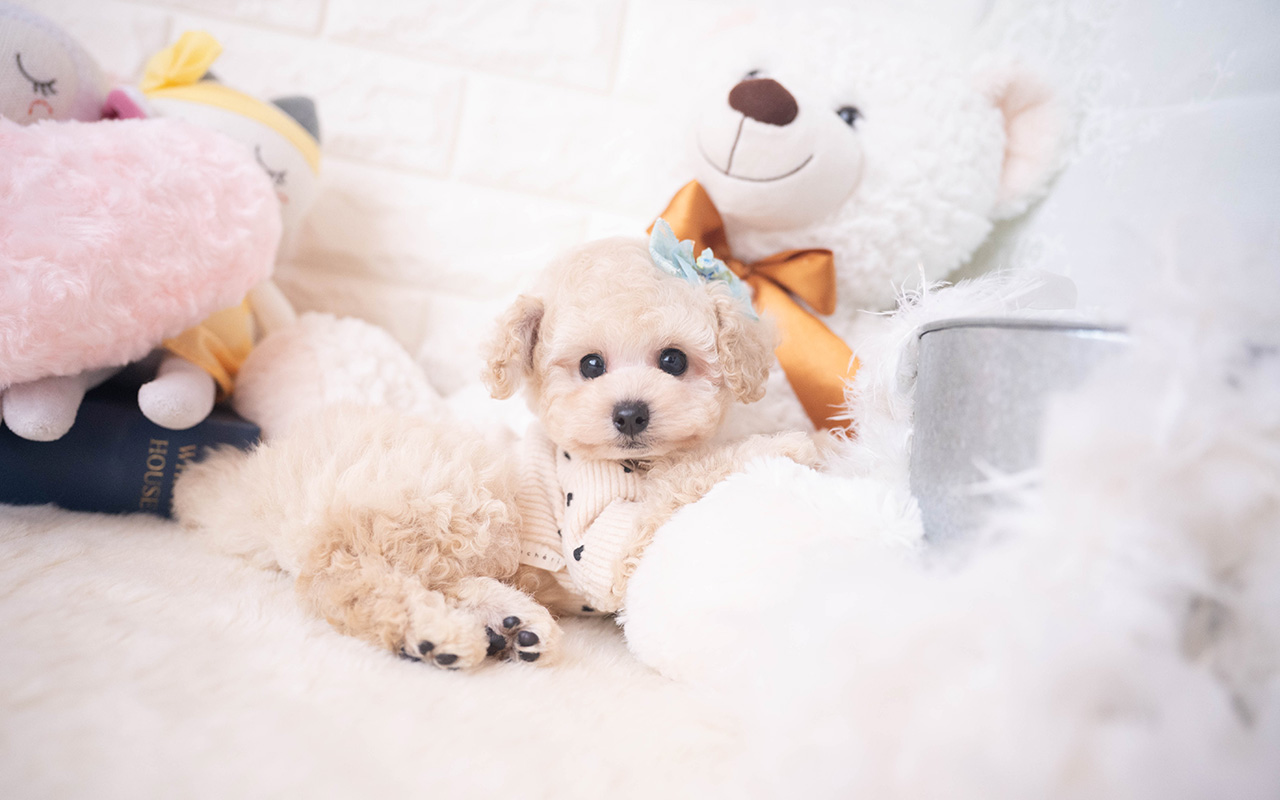 タイニープードルのクリームの男の子|2025年10月2日生まれ|No.10967|画像0枚目