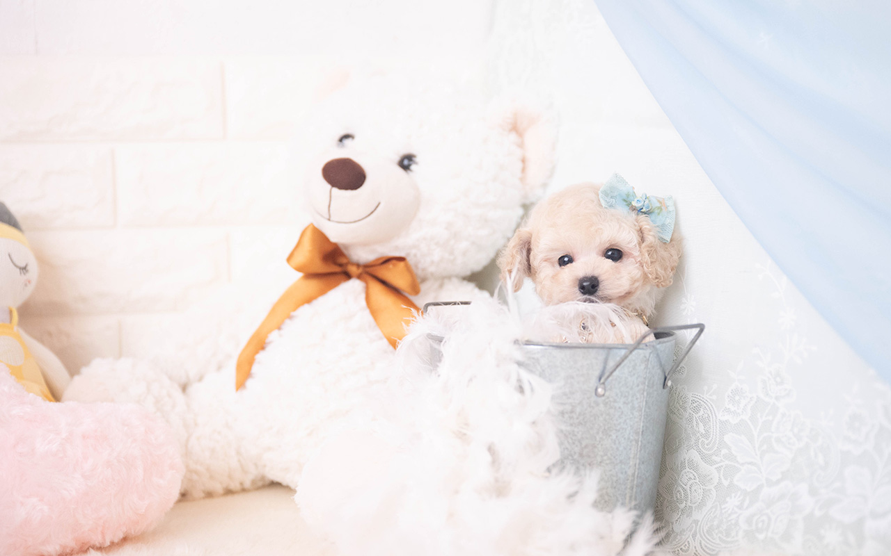 タイニープードルのクリームの男の子|2025年10月2日生まれ|No.10967|画像2枚目