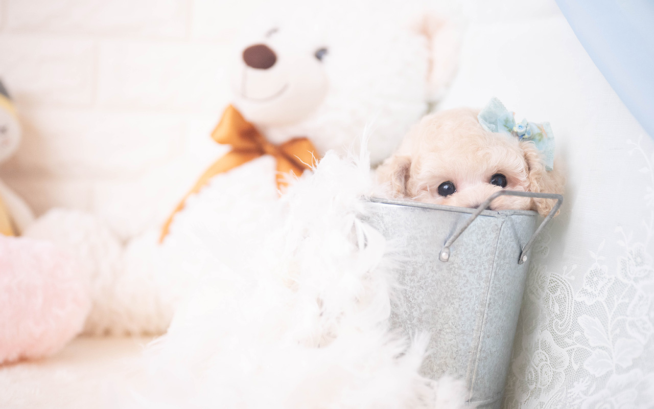 タイニープードルのクリームの男の子|2025年10月2日生まれ|No.10967|画像1枚目